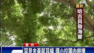 雲林黃金蝙蝠館 遊客找幸「蝠」－民視新聞