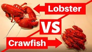 Maine Lobster Vs. Crawfish Taste Testing! (Which is Better?)