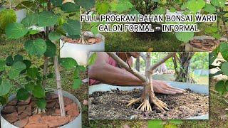 Full Program of Formal and Informal Waru Bonsai Materials