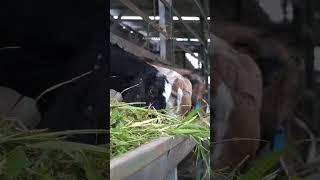 Proses pemberian pakan kambing dan domba