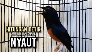 murai batu gacor AMPUH buat PANCINGAN murai batu agar bunyi JADIKAN burung murai gacor EMOSI NYAUT