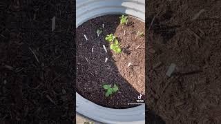 Week #2 Potato Update #youtube #youtuber #update #youtubevideo #viral #video #youtubeshorts #garden