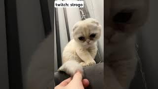 twitch: strogo #twitch #котики #strogo #stream #стрим #строго #cats #твич