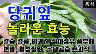 [당귀잎 효능] 건강을 위한 당귀잎!! 당귀잎 섭취로 얻는 놀라운 효과 