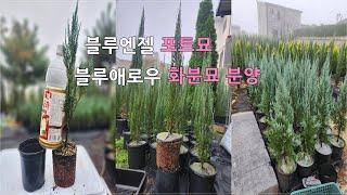 상담문의 : 010-3602-4106, [블루엔젤 포트묘 블루애로우 화분묘 분양] #블루엔젤 #블루애로우 #화분묘 #포트묘