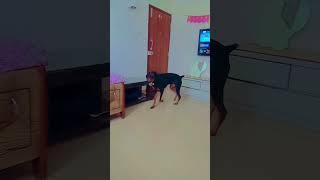 doberman #doglover