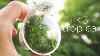 Why the TROPICA PLANTS are my favorite aquascaping plants?