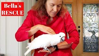 Rescued Starved Cockatoo Finds Forever Home