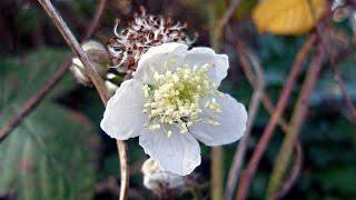 Writing wrongs | Rachel Carson, Silent Spring