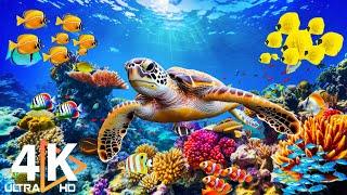 Underwarter World 4K  Colorful Fish, Jellyfish & Coral Reef | Peaceful Meditation Music #1