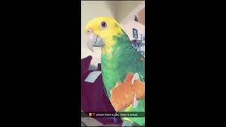 An amazon parrot (echo) & her shenanigans | Glimpse into the life of a Double Yellow Headed Amazon