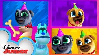 National Puppy Day with Bingo and Rolly! | Puppy Dog Pals | Disney Junior