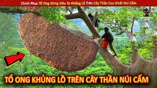 Chinh Phục Tổ Ong Rừng Siêu To Khổng Lồ Trên Cây Thần Cao Nhất Núi Cấm || Review Giải Trí Đời Sống