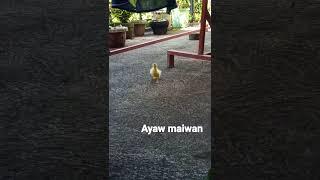 New pet // Takot maiwan #duck