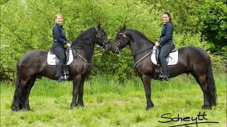 Friesenquadrille XXL - Showreitschule Rabea Schmale