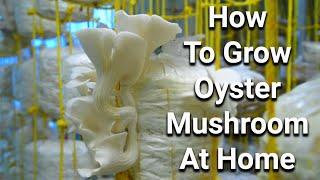 Easy Growing Oyster Mushroom At Home