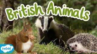 What Animals Live in the UK? | British Wildlife for Kids