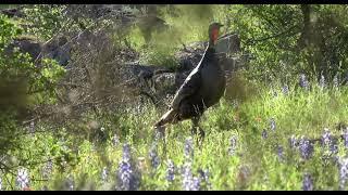 Llano 2024 Turkey Hunt