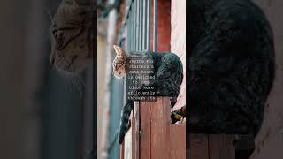 Whisker Wisdom Feline Facts FunAs we gaze into those piercing feline eyes its hard not...