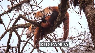 Red Panda: Firefox of the Eastern Himalayas