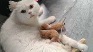 Poor Mother Cat Wants To Feed Milk To Her Newborn Kittens But Hot Weather Causing Issues