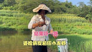 The mother-in-law and daughter-in-law were very motivated to catch crayfish in rice fields. As a re