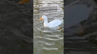 Жители пруда в  #музыка #поездка #природа #жизнь #англия