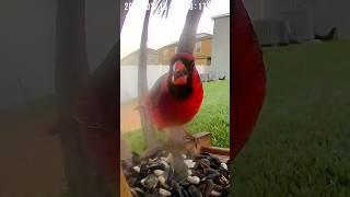 Our Northern Red Cardinal Friend is Back #BirdWatching #WildlifeLovers #Nature