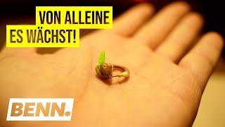 Kann Psychokinese einen Samen wachsen lassen?