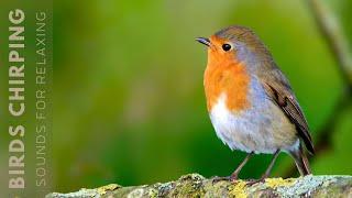 Beautiful Birds Singing in Forest - Relaxing Bird Sounds, Instant Relief from Stress and Anxiety