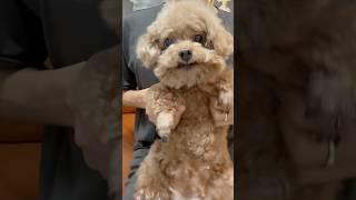 Angela’s chicken banana dance#cute #dog #toypoddle #chickenbanana