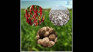 Exogen is an elixir for crops like cotton, chili, soya, vegetables & fruits. Gentech Crop Sciences