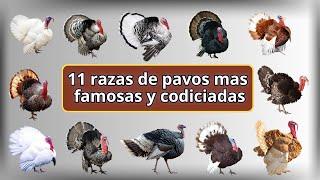 11 razas de pavos mas famosas y codiciadas a nivel mundial