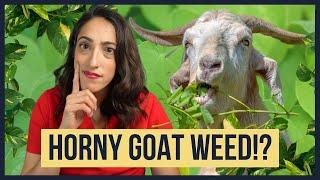 Is Horny Goat Weed Really Nature's Viagra for Rock-hard Erections? Urologist Explains