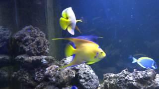 Queen angelfish  holacanthus ciliaris 2016