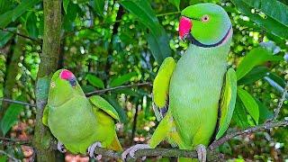 Ringneck Parrot Talking Natural Sounds