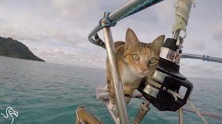 Cat Sails Around The World With Her Mom