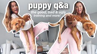 PUPPY Q&A -- crate training, potty training, hard days & more w/ a golden retriever puppy!