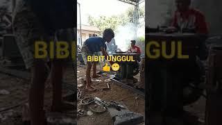 Bibit Unggul Bos Ku 