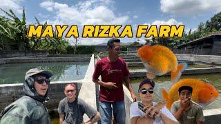 Hunting goldfish di Maya Rizka Farm! Salah satu Breeder Ranchu terbaik di Tulungagung