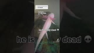 Is Mushu my axolotl dead?