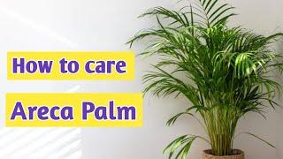 এরিকা পাম গাছের সম্পূর্ণ যত্ন ও পরিচর্যা | How to grow fast & Care for Areca Palm Indoor & Outdoors