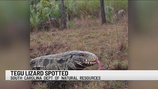 Large, non-native tegu lizard documented in South Carolina