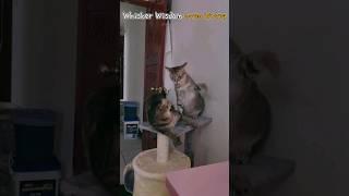 Whisker Wisdom Gone Wrong