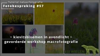 fotobespreking #57  - gevorderde workshop macrofotografie ~ kievitsbloemen in avondlicht ~