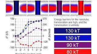 Simulation of nanotubes penetration through a phospholipid bilayer