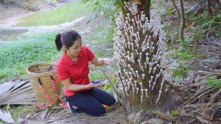 Harvesting Chicken feet Mushroom Goes to Market Sell | Great for Digestion | Linh - Free Bushcraft