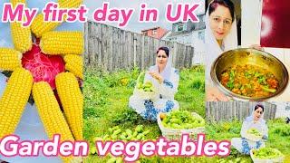 My First Day In England Coming Back From Pakistan Kashmir | Garden Vegetables Tomato & Sweet Corns