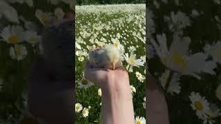 Close Up Video of a Person Holding a Chick | Relaxation #short #youtubeshorts #shortvideo