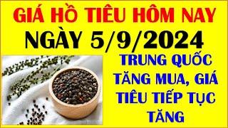 GIÁ HỒ TIÊU HÔM NAY NGÀY 5/9/2024. TRUNG QUỐC TĂNG MUA, GIÁ TIÊU TIẾP TỤC TĂNG